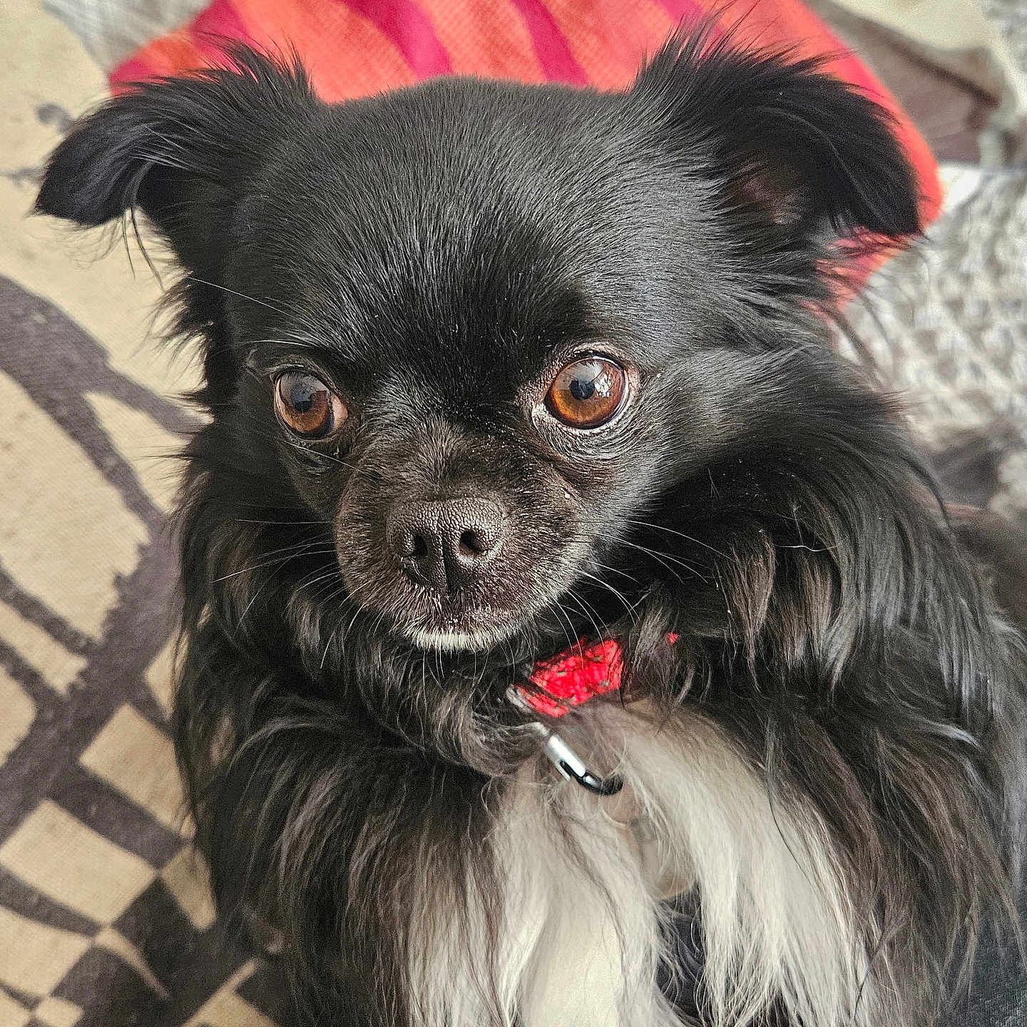 Ucco a rejoint le concours — aidez-le/la à gagner de superbes lots ! dog, pet, black_fur, white_fur, close_up, portrait, collar, brown_eyes, fluffy, indoor, cute, animal, canine, fur, whiskers, small_dog, long_hair, sitting, looking_away, domestic
