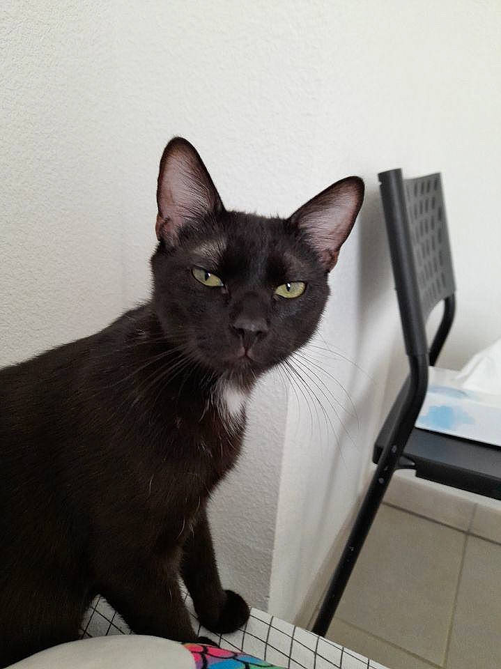 Toto participe au concours pour gagner de l'argent avec cette photo : black_cat, bombay, carnivore, cat, claw, comfort, domestic_short_haired_cat, felidae, fur, havana_brown, small_to_medium_sized_cats, snout, tail, whiskers