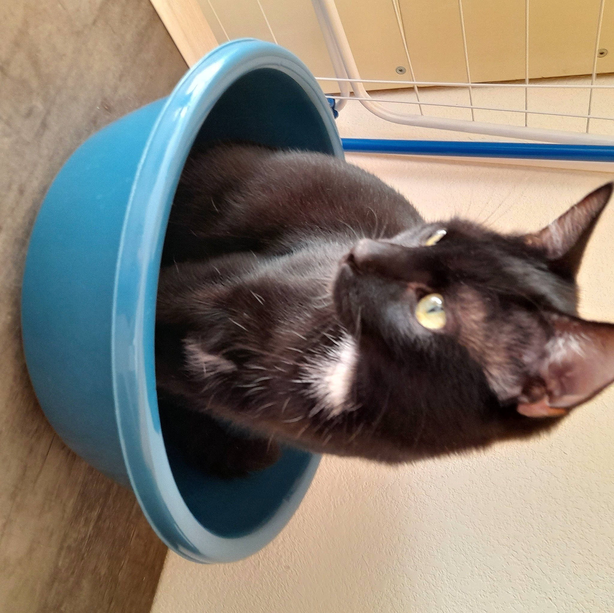 Toto a rejoint le concours — aidez-le/la à gagner de superbes lots ! black_cat, carnivore, cat, comfort, domestic_short_haired_cat, electric_blue, felidae, flooring, fur, hardwood, paw, plant, small_to_medium_sized_cats, table, tail, whiskers, wood