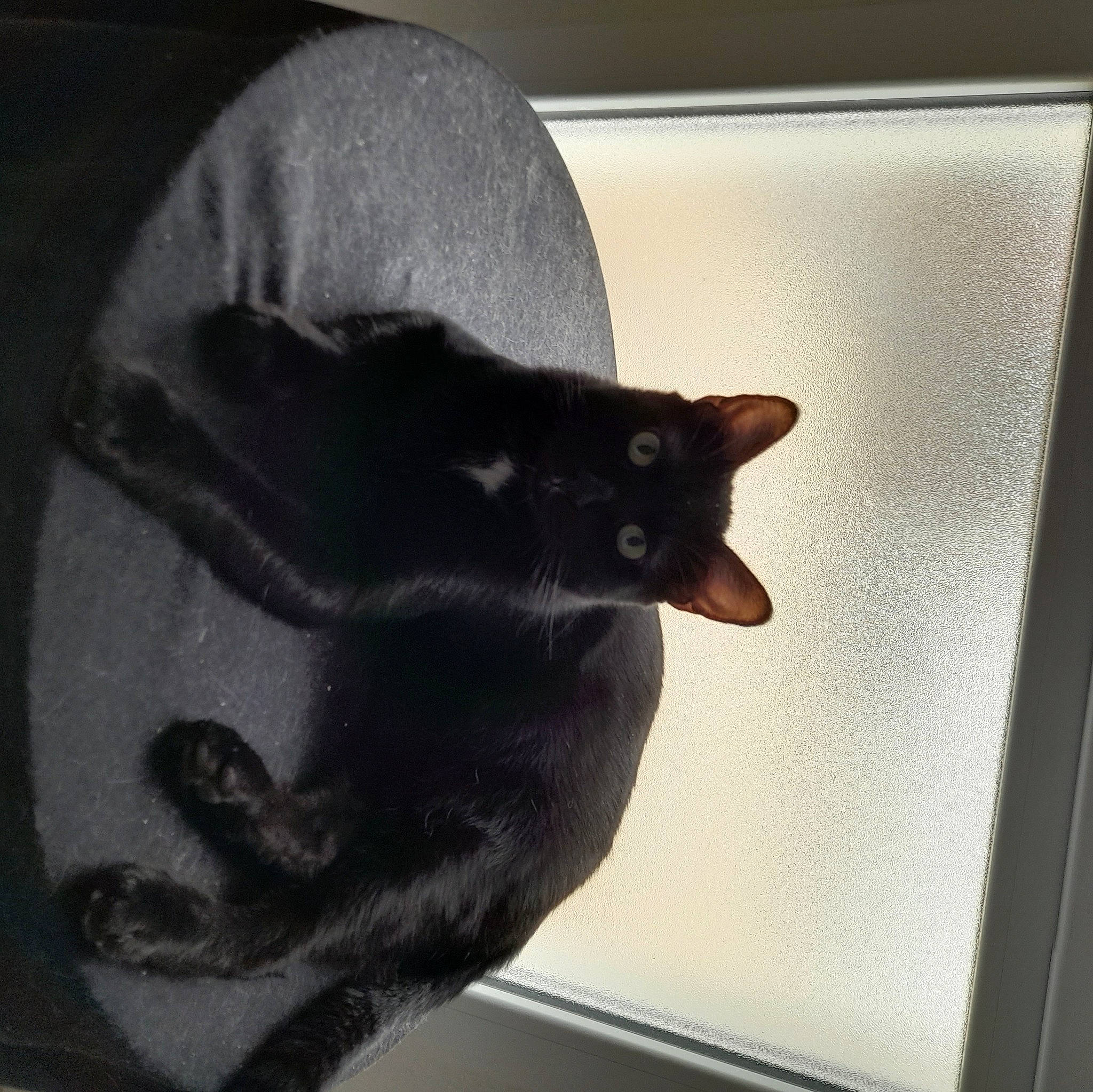 Toto participe au concours pour gagner de l'argent avec cette photo : black_cat, bombay, carnivore, cat, comfort, domestic_short_haired_cat, felidae, fur, grey, room, shadow, small_to_medium_sized_cats, snout, tail, tints_and_shades, whiskers, window