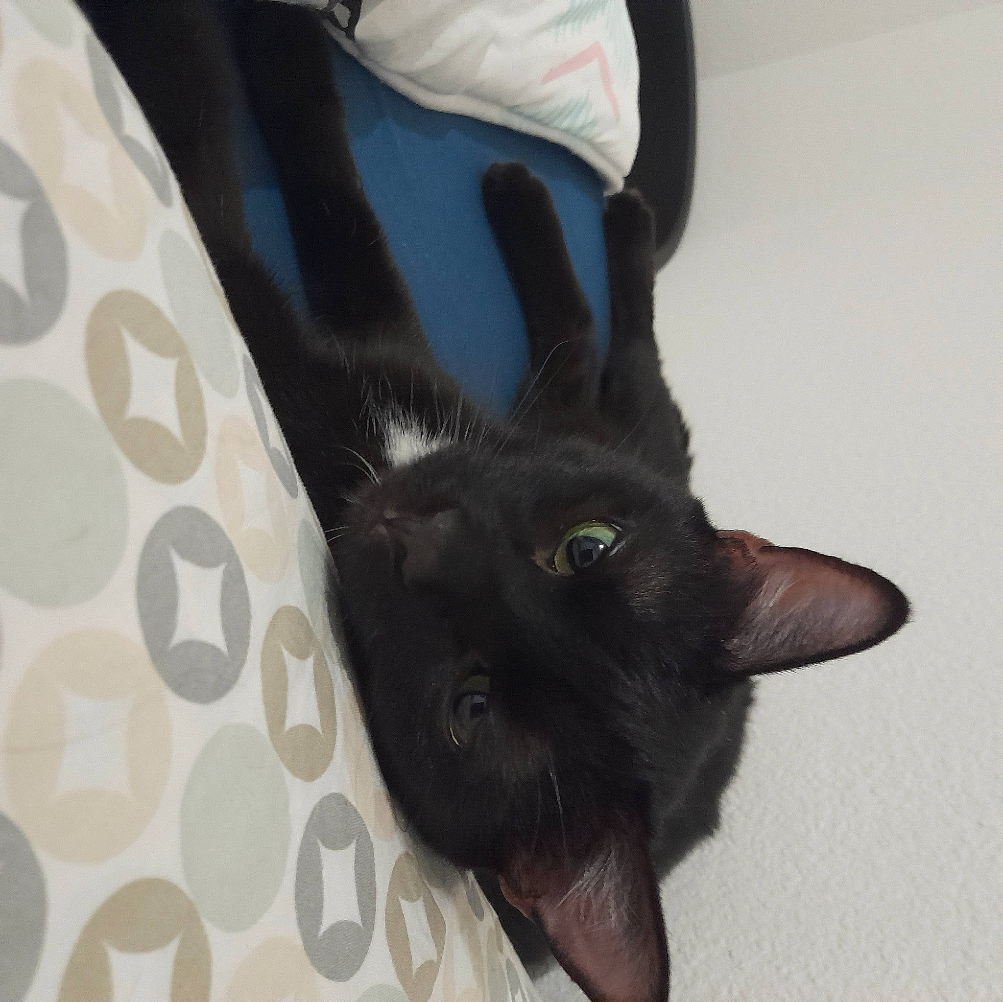 Toto participe au concours pour gagner de l'argent avec cette photo : black_cat, bombay, carnivore, cat, claw, comfort, dog_breed, domestic_short_haired_cat, ear, felidae, fur, gesture, linens, pattern, paw, plant, sleeve, small_to_medium_sized_cats, tail, whiskers