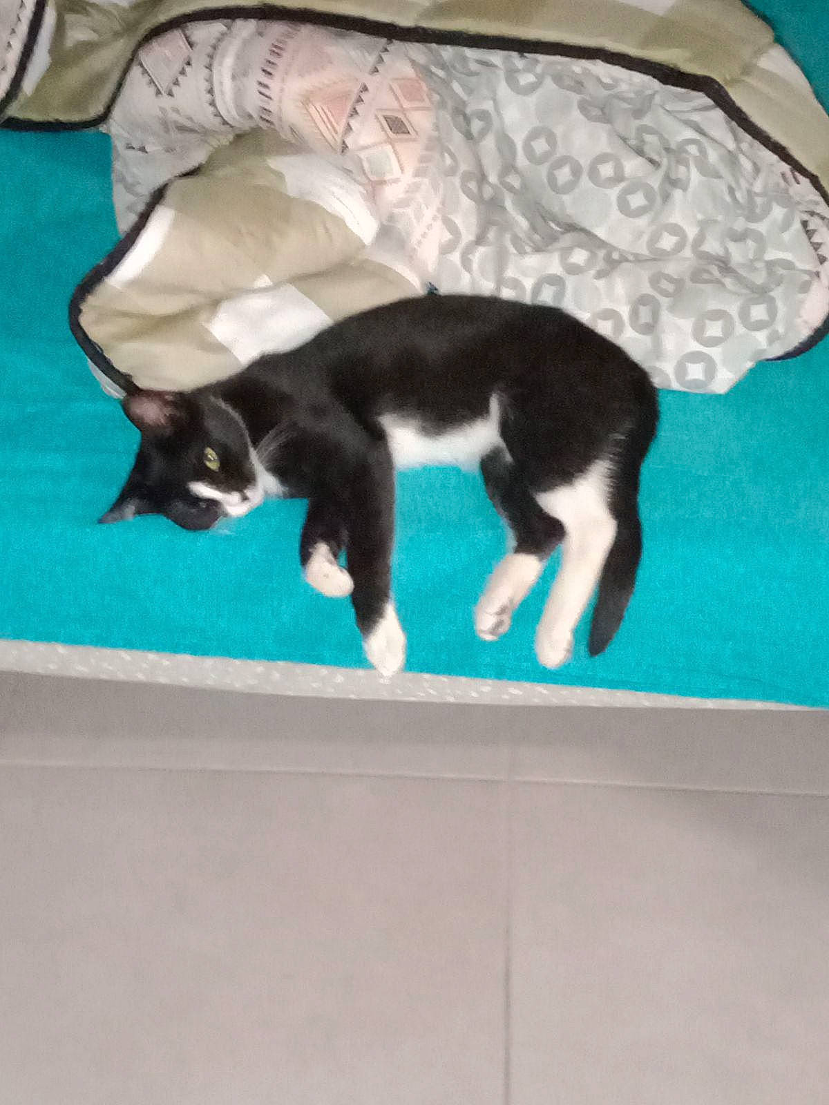 Mimine a rejoint le concours — aidez-le/la à gagner de superbes lots ! black_cat, canidae, carnivore, cat, comfort, dog_breed, domestic_short_haired_cat, felidae, flooring, fur, linens, mammal, rectangle, room, small_to_medium_sized_cats, sporting_group, tail, vertebrate, whiskers