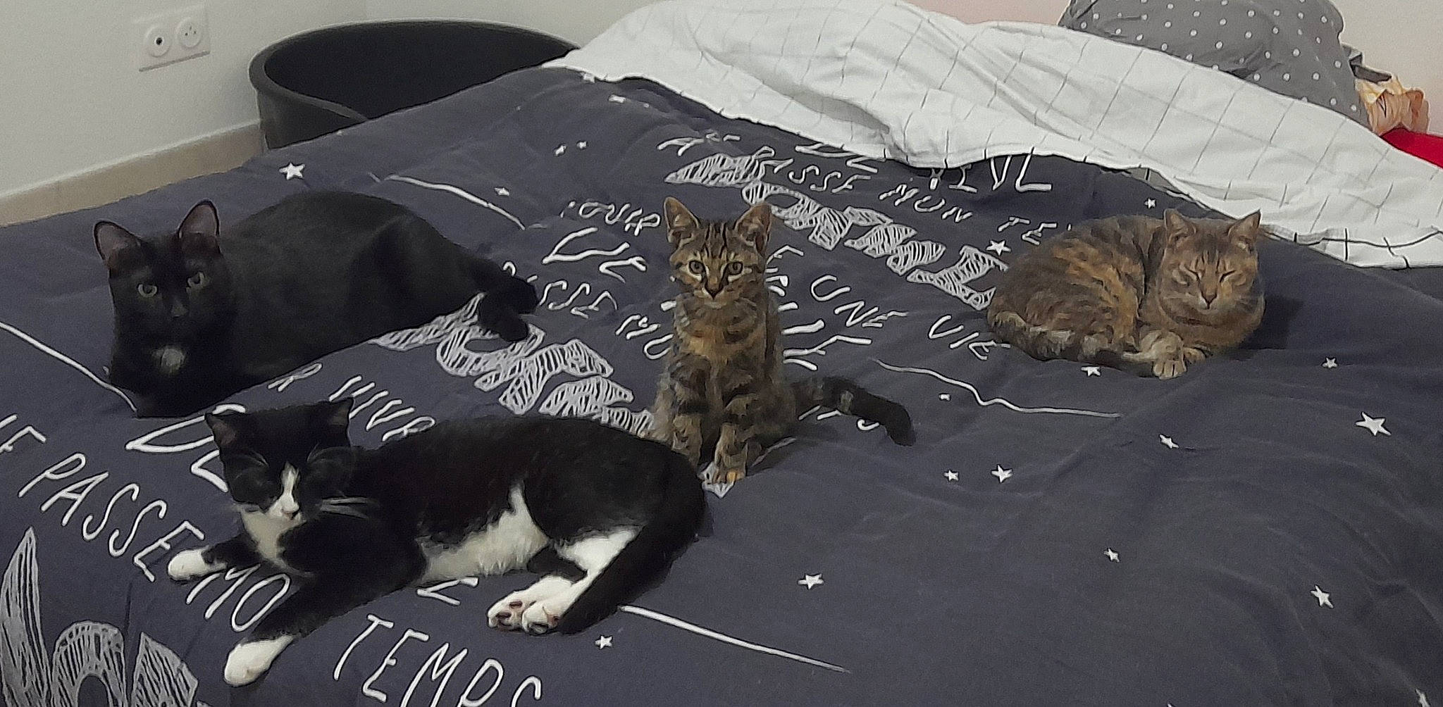 Mimine a rejoint le concours — aidez-le/la à gagner de superbes lots ! bedding, carnivore, cat, comfort, domestic_short_haired_cat, felidae, fur, grey, linens, small_to_medium_sized_cats, tail, terrestrial_animal, whiskers