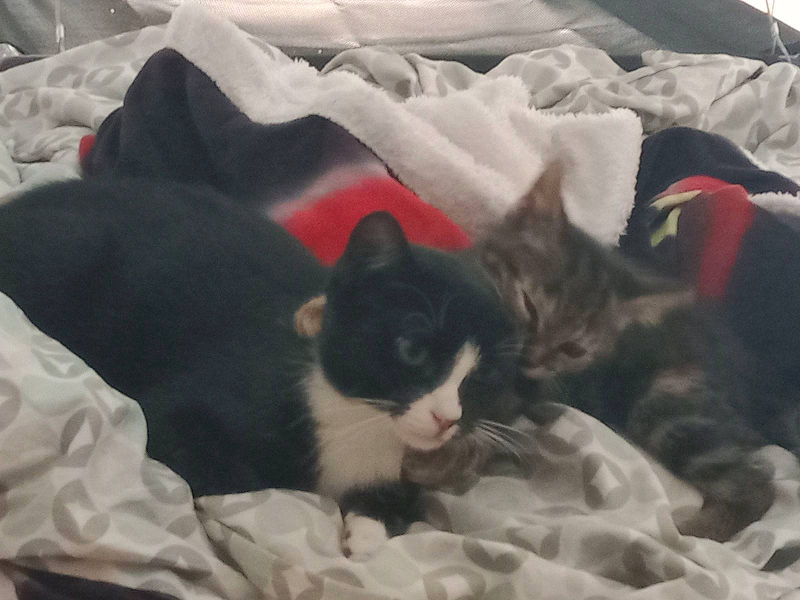 Mimine participe au concours pour gagner de l'argent avec cette photo : bedding, black_cat, box, carnivore, cat, cat_supply, comfort, domestic_short_haired_cat, felidae, fur, grey, linens, mammal, nap, packaging_and_labeling, small_to_medium_sized_cats, tail, textile, vertebrate, whiskers