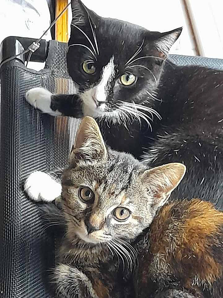 Mimine a rejoint le concours — aidez-le/la à gagner de superbes lots ! art, box, carnivore, cat, cat_furniture, cat_supply, claw, comfort, domestic_short_haired_cat, felidae, fur, paw, pet_supply, photo_caption, puzzle, small_to_medium_sized_cats, snout, tail, terrestrial_animal, whiskers