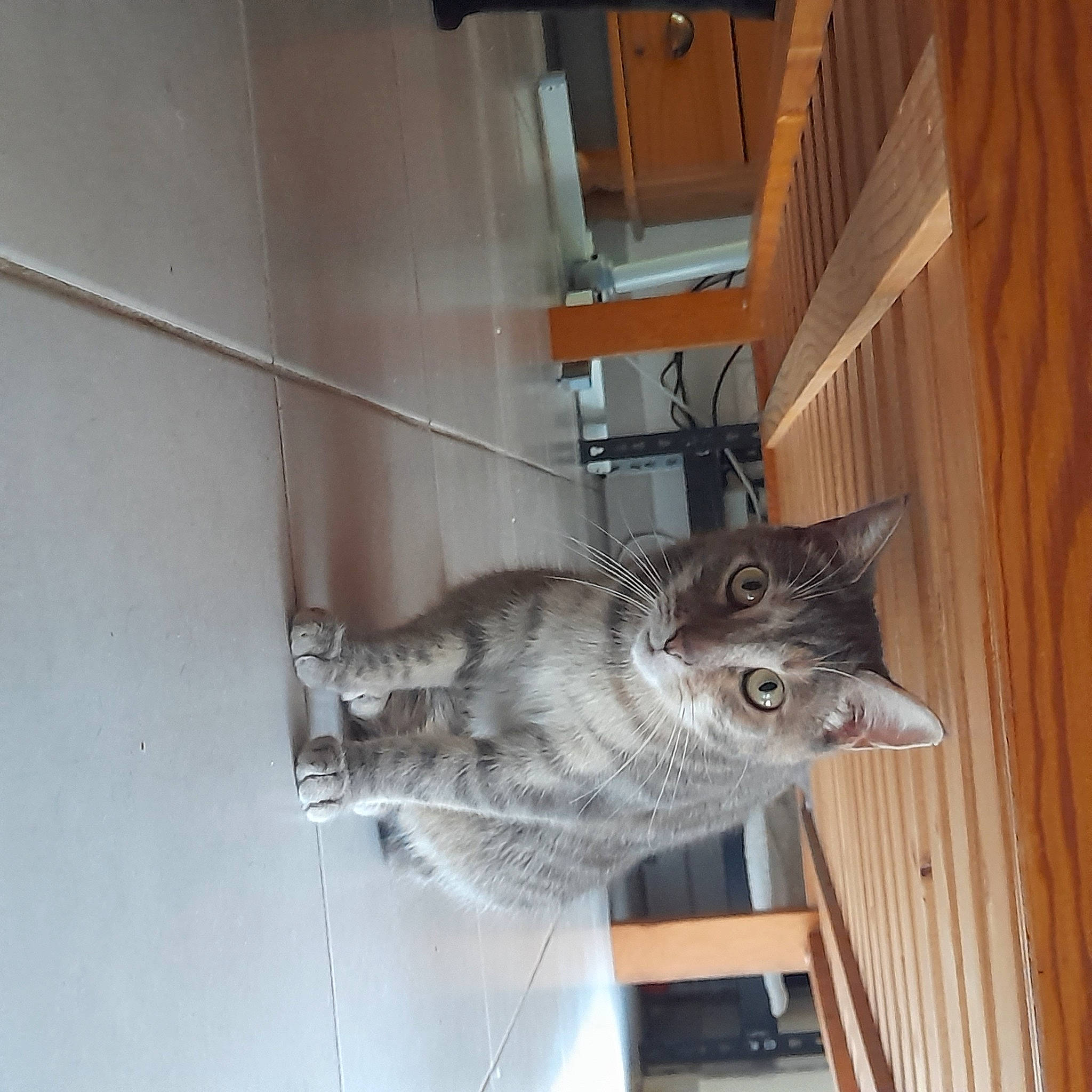 Tinny participe au concours pour gagner de l'argent avec cette photo : carnivore, cat, ceiling, domestic_short_haired_cat, felidae, flooring, fur, hardwood, room, shelf, shelving, small_to_medium_sized_cats, snout, tail, whiskers, wood