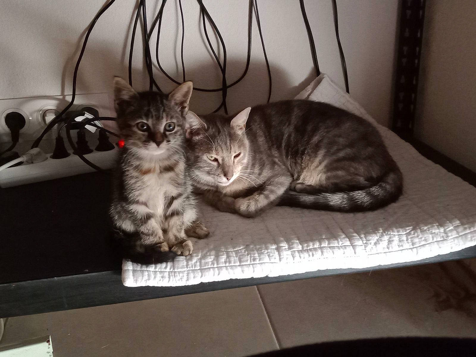 Tinny participe au concours pour gagner de l'argent avec cette photo : carnivore, cat, claw, comfort, domestic_short_haired_cat, felidae, fur, grey, metal, paw, rectangle, room, sitting, small_to_medium_sized_cats, snout, tail, whiskers