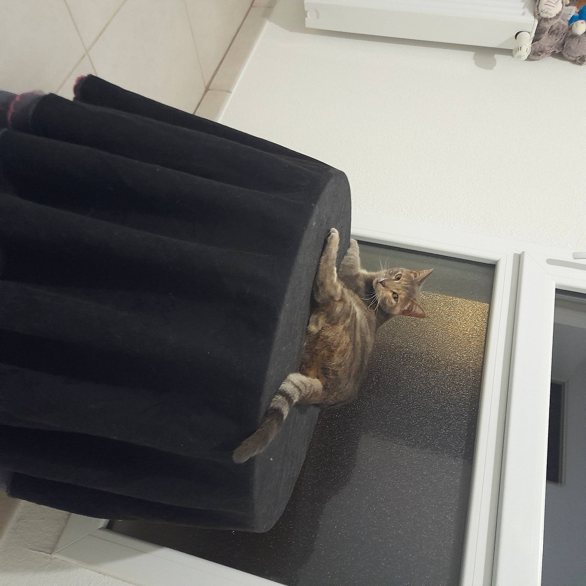 Tinny a rejoint le concours — aidez-le/la à gagner de superbes lots ! armrest, bag, cat, comfort, domestic_short_haired_cat, felidae, flooring, gas, hardwood, luggage_and_bags, rectangle, room, small_to_medium_sized_cats, tail, wood