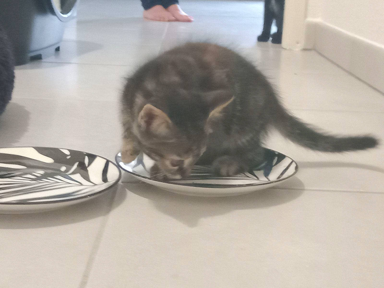 Pearl a rejoint le concours — aidez-le/la à gagner de superbes lots ! carnivore, cat, claw, comfort, dishware, domestic_short_haired_cat, felidae, floor, flooring, fur, hardwood, kitchen_utensil, plate, serveware, small_to_medium_sized_cats, snout, tableware, tail, whiskers, wood