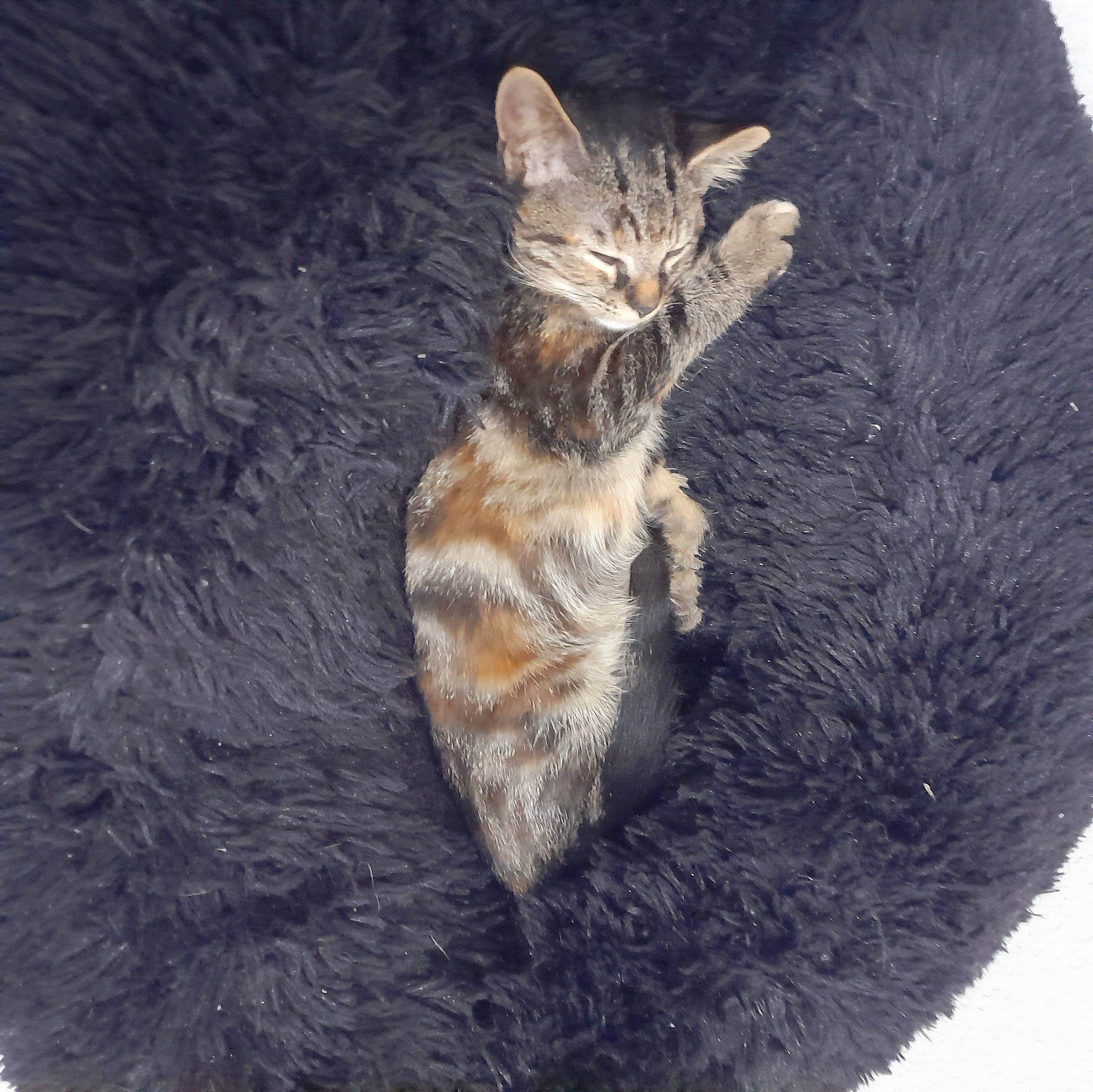 Pearl a rejoint le concours — aidez-le/la à gagner de superbes lots ! canidae, carnivore, cat, cat_supply, claw, domestic_short_haired_cat, fawn, felidae, fur, paw, small_to_medium_sized_cats, tail, terrestrial_animal, textile, tree, whiskers, wildlife, wood