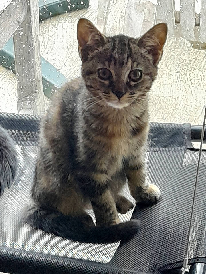 Pearl a rejoint le concours — aidez-le/la à gagner de superbes lots ! carnivore, cat, claw, domestic_short_haired_cat, felidae, fur, metal, paw, sitting, small_to_medium_sized_cats, snout, tail, terrestrial_animal, whiskers, wildlife, window, windshield