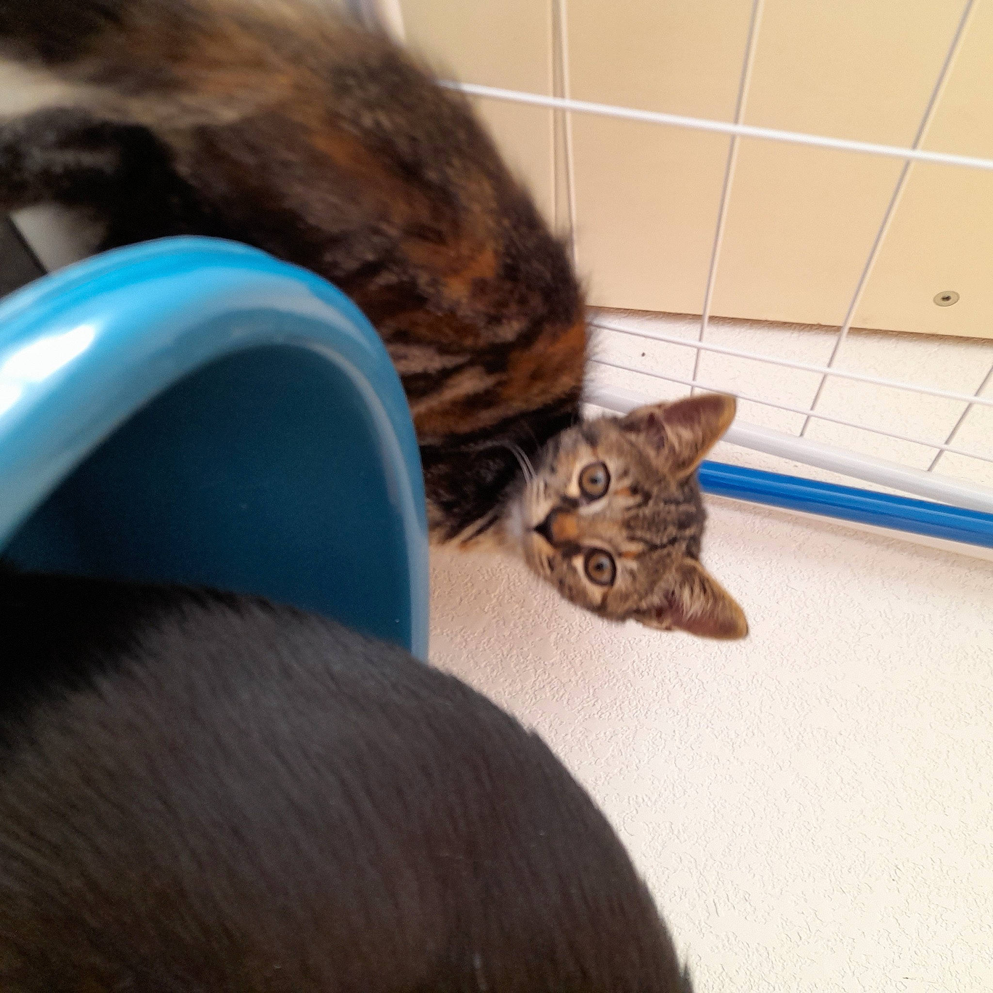 Pearl a rejoint le concours — aidez-le/la à gagner de superbes lots ! brown, carnivore, cat, claw, comfort, domestic_short_haired_cat, ear, fawn, felidae, flooring, fur, liver, mammal, pet_supply, small_to_medium_sized_cats, snout, tail, terrestrial_animal, vertebrate, whiskers