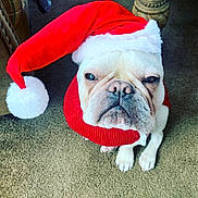 Leo joined the competition — help win amazing prizes! dog, bulldog, santa_hat, red_sweater, pet, indoor, carpet, animal, cute, holiday, christmas, festive, mammal, white_dog, wrinkled_face, sitting, expression, adorable, costume, domestic_animal