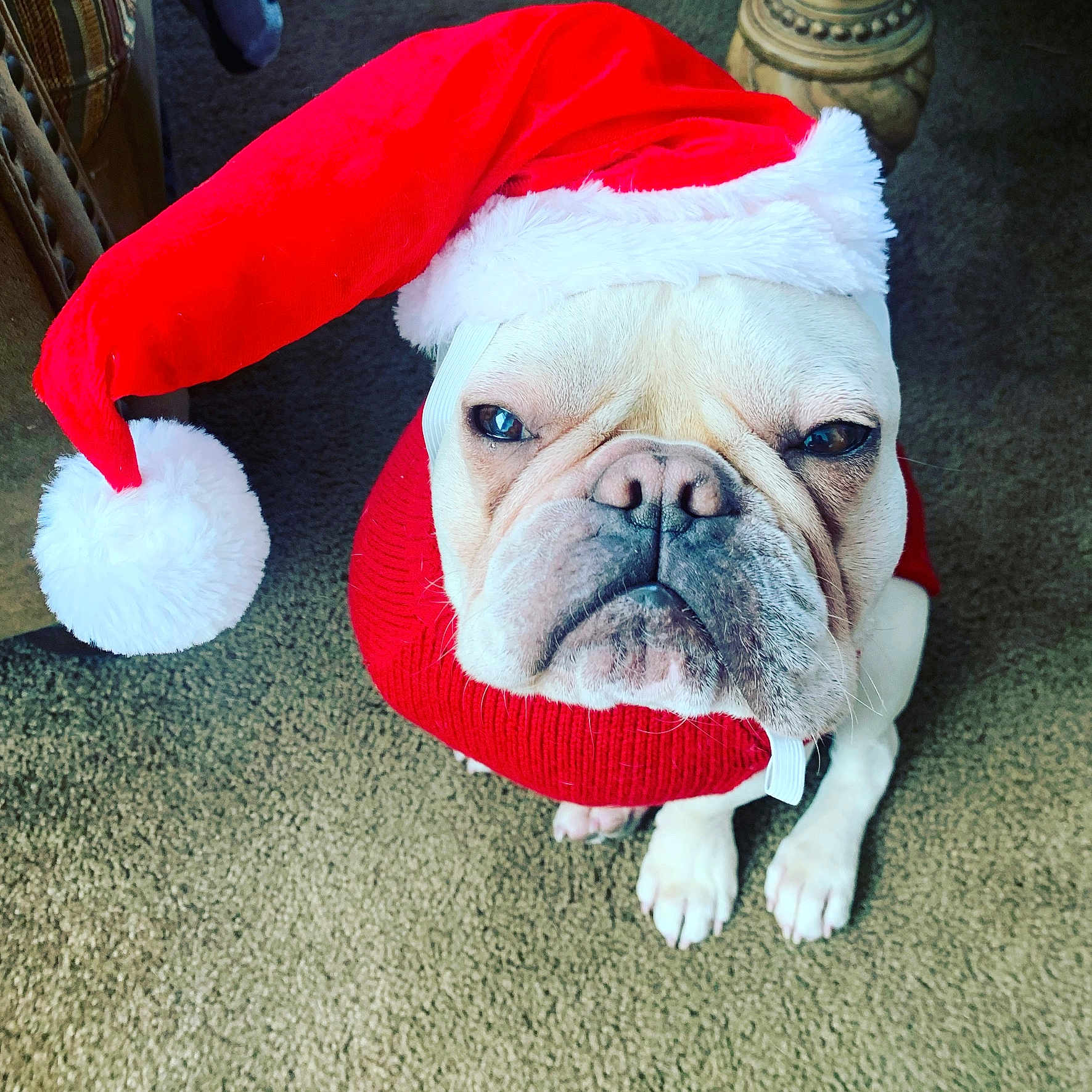 Leo joined the competition — help win amazing prizes! adorable, animal, bulldog, carpet, christmas, costume, cute, dog, domestic_animal, expression, festive, holiday, indoor, mammal, pet, red_sweater, santa_hat, sitting, white_dog, wrinkled_face
