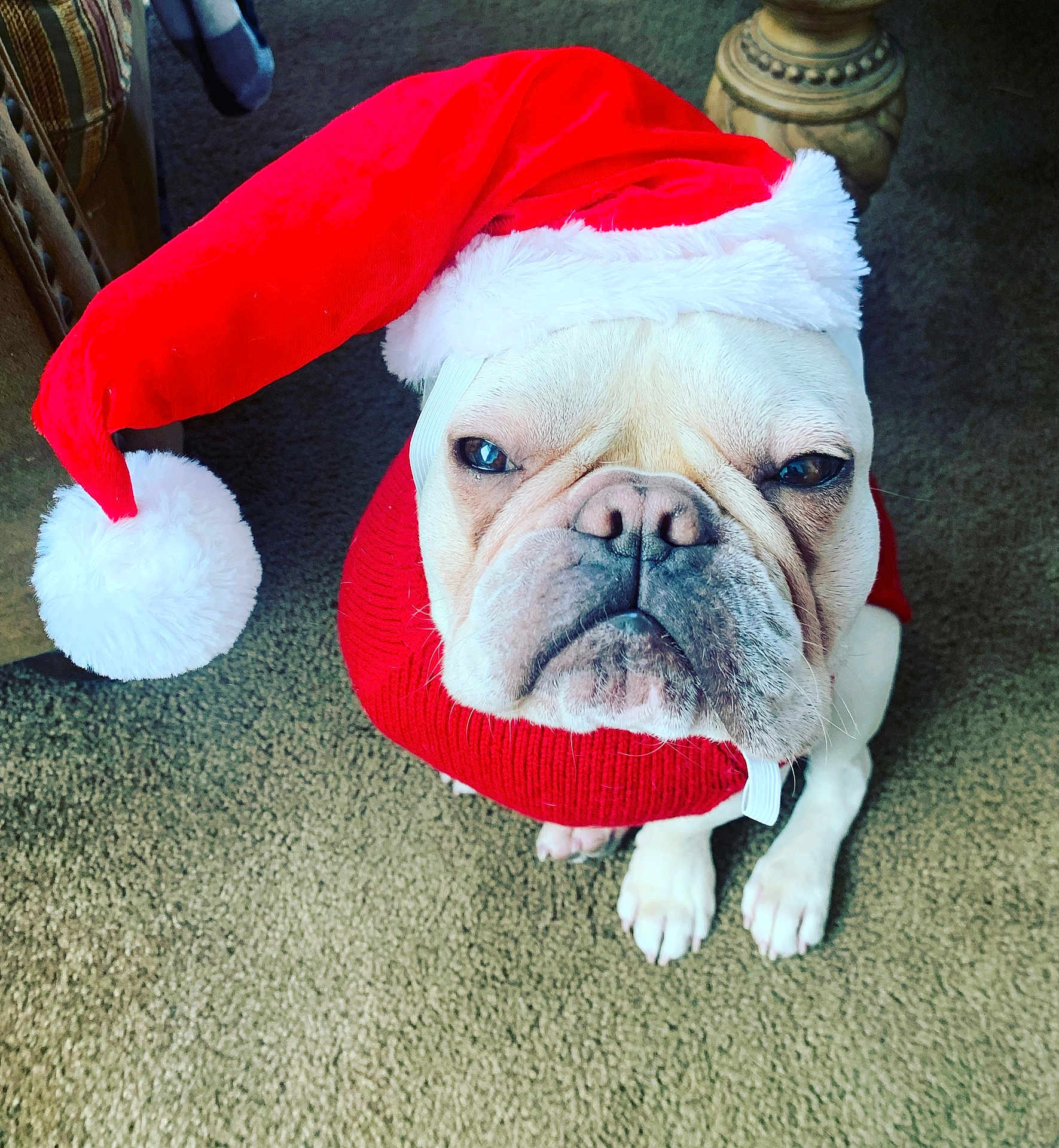 Leo joined the competition — help win amazing prizes! dog, bulldog, santa_hat, red_sweater, pet, indoor, carpet, animal, cute, holiday, christmas, festive, mammal, white_dog, wrinkled_face, sitting, expression, adorable, costume, domestic_animal