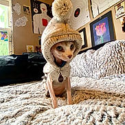 Jade is registered to the contest to win money with this photo: cat, hairless_cat, knitted_hoodie, pom_pom, bed, blanket, indoor, string_lights, posters, target_practice, wall_art, window, fluffy_texture, pet, cute, cozy, feline, animal, collar, tag