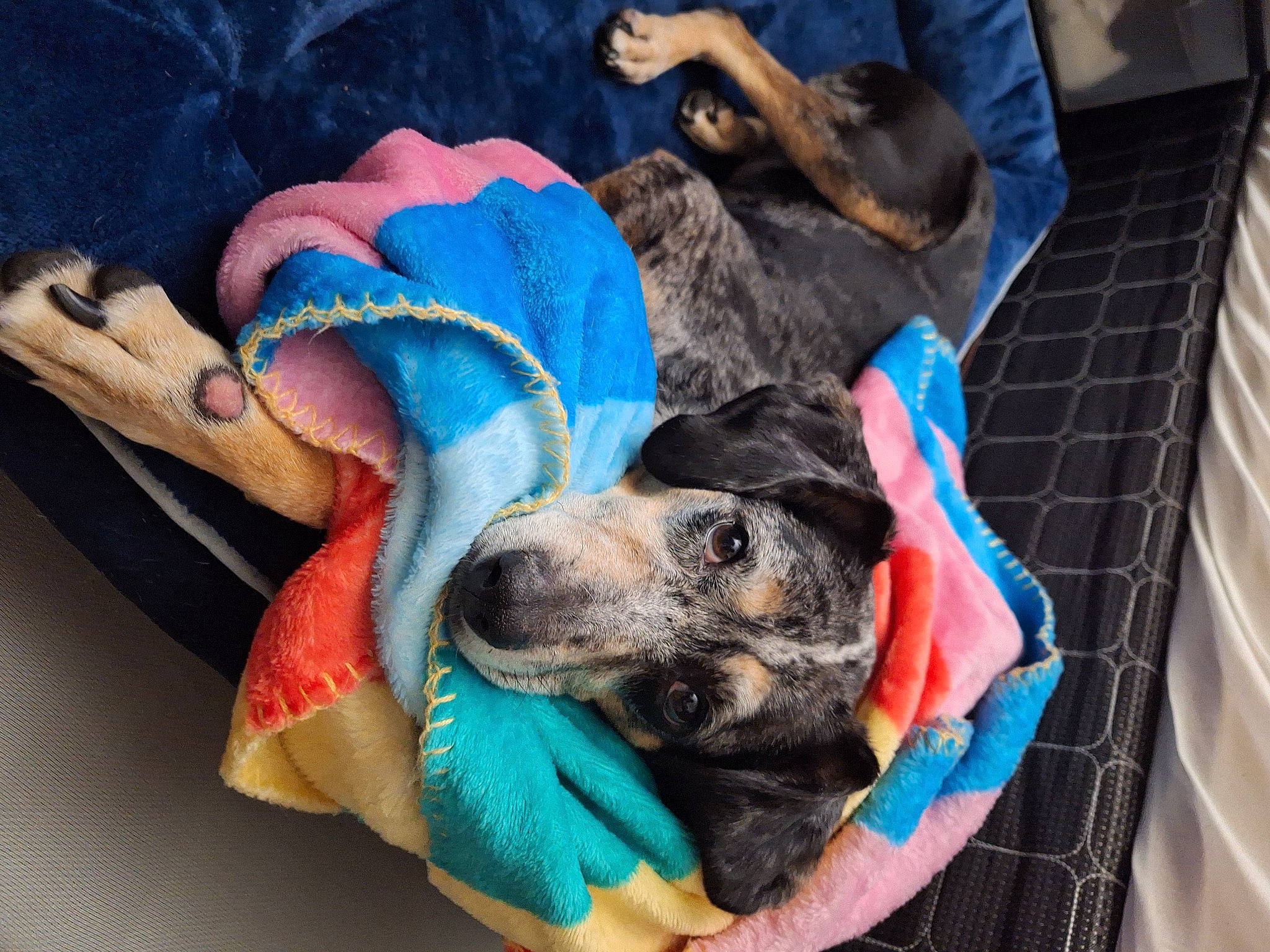 Roxie joined the competition — help win amazing prizes! blue, canidae, carnivore, collar, comfort, companion_dog, dog, dog_breed, dog_collar, dog_supply, electric_blue, fashion_accessory, fawn, fur, linens, nap, pet_supply, snout, sporting_group, working_animal