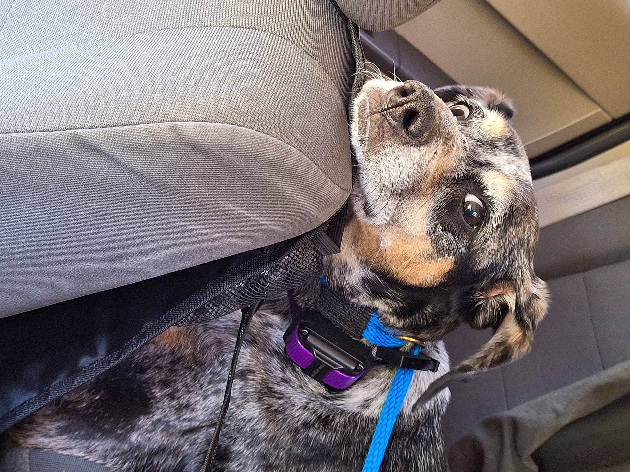 Roxie is registered to the contest to win money with this photo: canidae, carnivore, collar, comfort, companion_dog, dog, dog_breed, dog_collar, dog_supply, fawn, fur, guard_dog, leash, liver, pet_supply, snout, sporting_group, vehicle, whiskers, working_animal