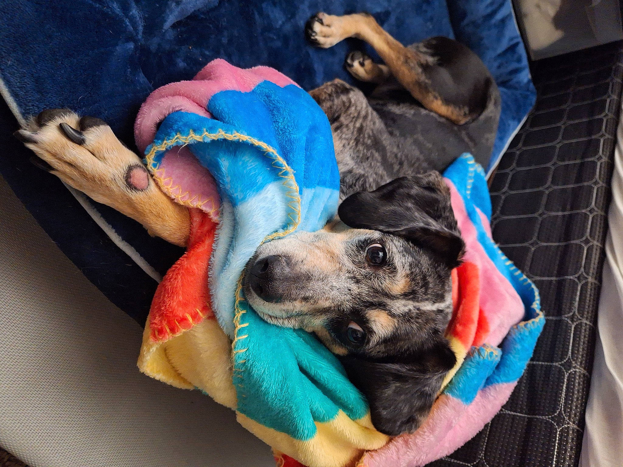 Roxie is registered to the contest to win money with this photo: bag, blue, canidae, carnivore, collar, comfort, companion_dog, dog, dog_breed, dog_supply, electric_blue, fashion_accessory, fawn, fur, guard_dog, nap, pet_supply, selfie, sporting_group, working_animal