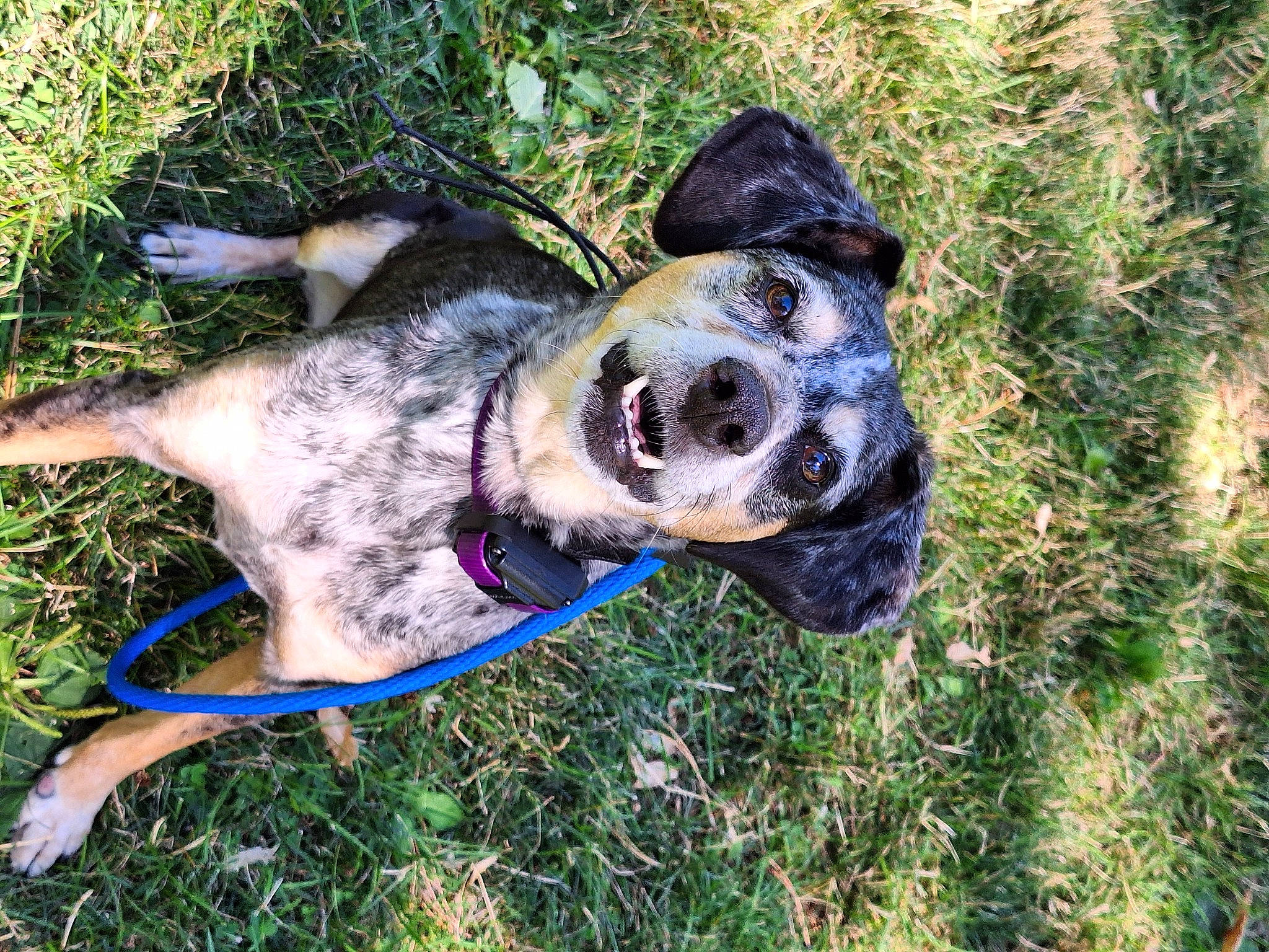 Roxie joined the competition — help win amazing prizes! adventure, canidae, carnivore, companion_dog, dog, dog_breed, dog_collar, dog_supply, electric_blue, fawn, grass, guard_dog, non_sporting_group, plant, snout, sporting_group, tail, terrestrial_animal, working_animal, working_dog