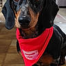 dog, dachshund, pet, indoor, bandana, red_bandana, floor, tile_floor, animal, cute, portrait, brown, black, fur, small_dog, looking_at_camera, ears, snout, domestic_animal, companion