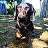 dog, dachshund, outdoor, sunlight, close_up, animal, pet, nature, grass, tree, shadow, collar, curious, brown_eyes, portrait, small_dog, muzzle, ears, ground, building