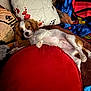 Walter joined the competition — help win amazing prizes! dog, puppy, couch, pillow, blanket, indoor, pet, relaxed, brown, white, fur, tattoo, human_arm, phone, toy, plush, red, blue, comfort, resting