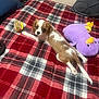 Walter is registered to the contest to win money with this photo: puppy, dog, plush_toy, blanket, bed, indoor, cute, animal, pet, brown_and_white, small_dog, lying_down, looking_up, soft_toys, red_blanket, plaid_pattern, cozy, resting, fur, ears
