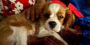 Walter joined the competition — help win amazing prizes! puppy, dog, pet, blanket, hand, red_pillow, floral_pattern, cozy, sleepy, fur, indoor, resting, closeup, animal, comfort, soft, brown, white, cute, companion