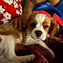 puppy, dog, pet, blanket, hand, red_pillow, floral_pattern, cozy, sleepy, fur, indoor, resting, closeup, animal, comfort, soft, brown, white, cute, companion