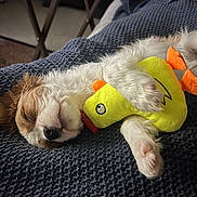 Walter joined the competition — help win amazing prizes! puppy, dog, sleeping, toy, plush_toy, yellow, blanket, knitted, cozy, cute, fur, pet, resting, indoor, closeup, animal, paw, nose, face, comfort