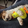 puppy, dog, sleeping, toy, plush_toy, yellow, blanket, knitted, cozy, cute, fur, pet, resting, indoor, closeup, animal, paw, nose, face, comfort