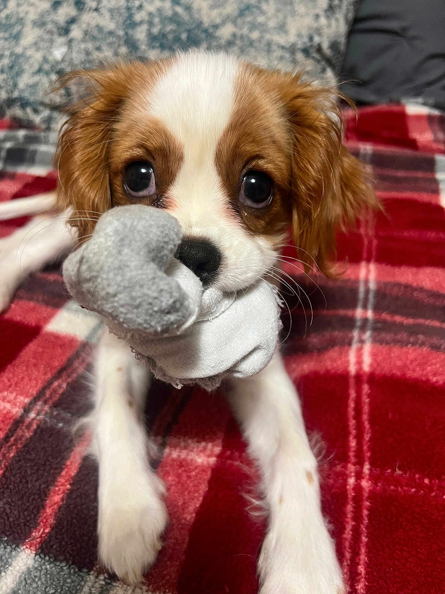 Walter