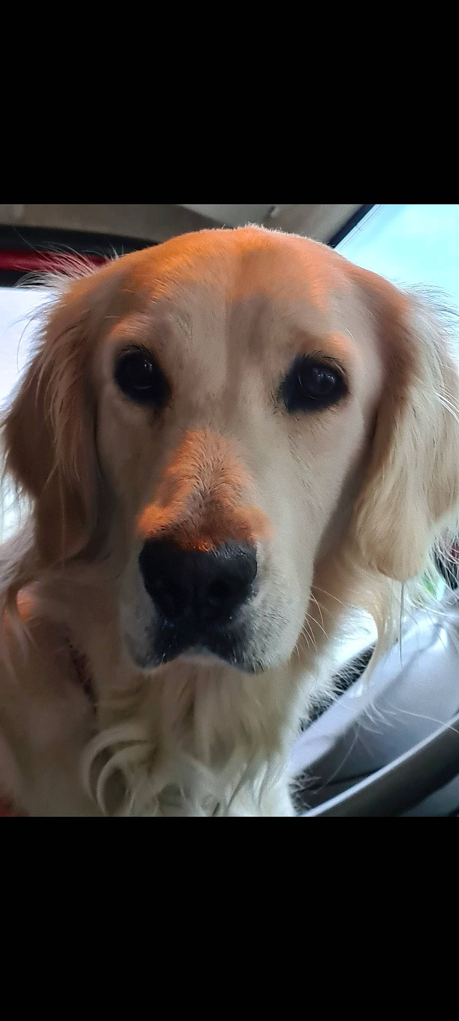 Rita participe au concours pour gagner de l'argent avec cette photo : canidae, carnivore, companion_dog, dog, dog_breed, fawn, fur, golden_retriever, gun_dog, labrador_retriever, photo_caption, plant, retriever, snout, sporting_group, whiskers