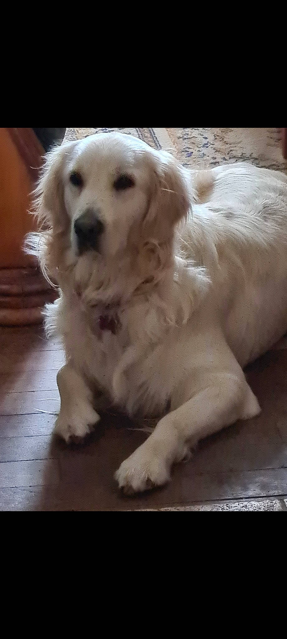 Rita participe au concours pour gagner de l'argent avec cette photo : canidae, carnivore, companion_dog, dog, dog_breed, eye, fur, gun_dog, maltepoo, non_sporting_group, paw, pet_supply, polish_tatra_sheepdog, puppy, slovak_cuvac, snout, sporting_group, toy_dog, whiskers, working_animal