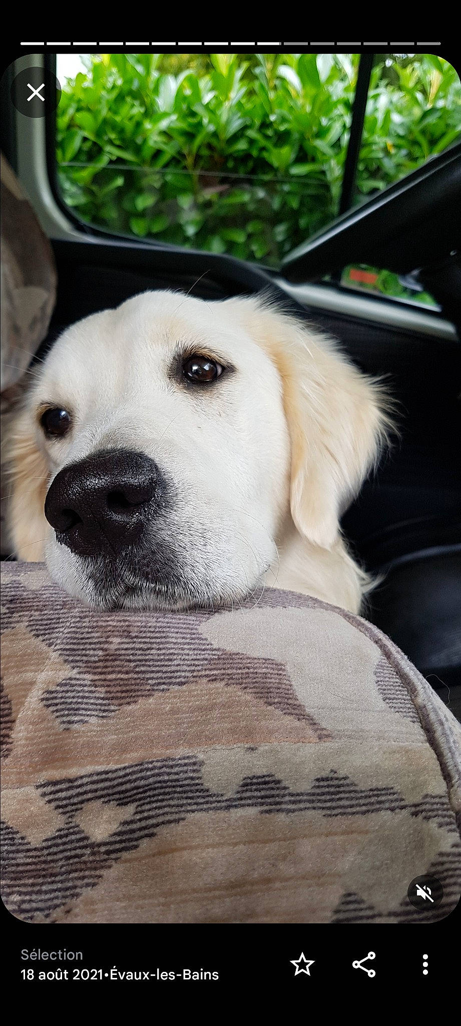 Rita participe au concours pour gagner de l'argent avec cette photo : canidae, car_seat, carnivore, collar, companion_dog, dog, dog_breed, dog_collar, dog_supply, fawn, fur, pet_supply, snout, sporting_group, tree, vehicle, vehicle_door, whiskers, windshield, working_animal