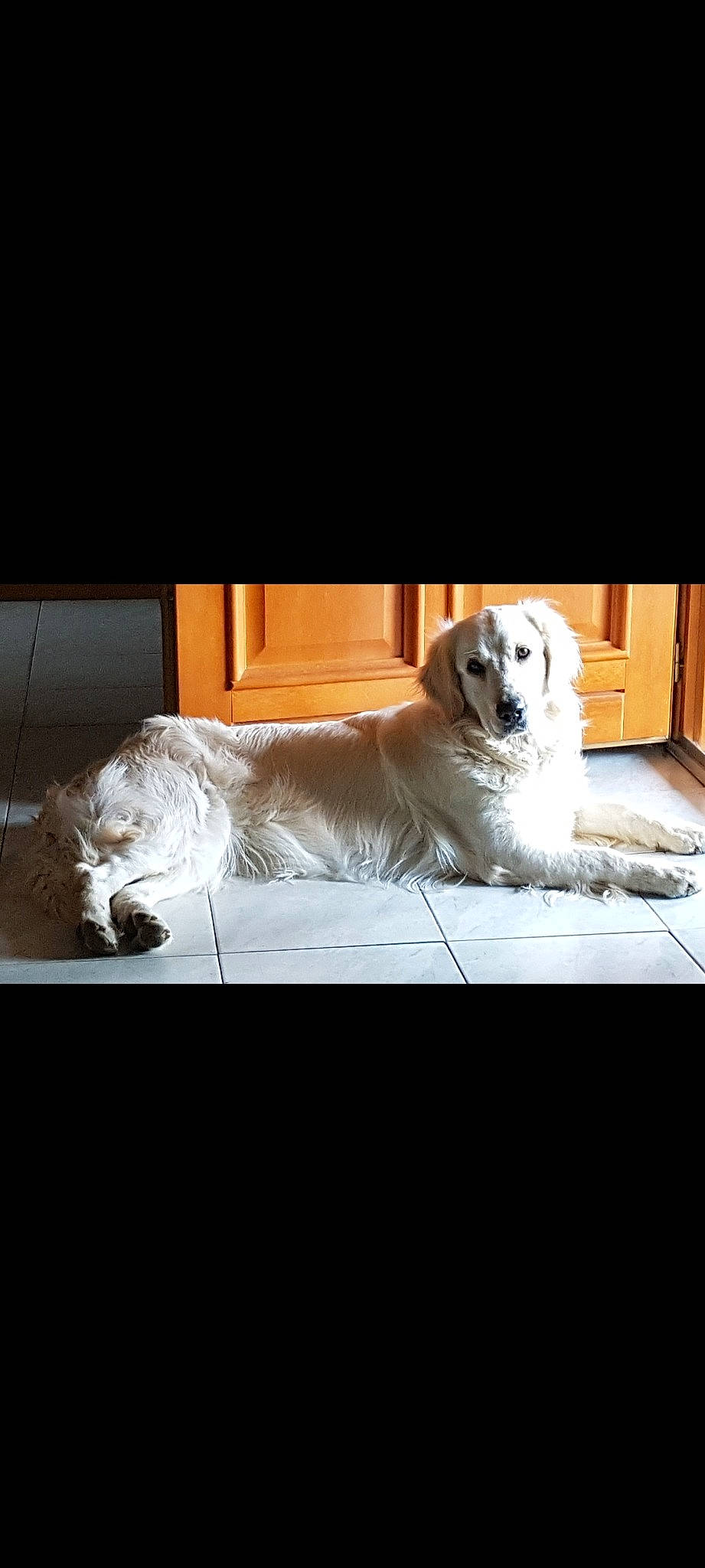 Rita participe au concours pour gagner de l'argent avec cette photo : canidae, carnivore, comfort, companion_dog, couch, dog, dog_breed, dog_supply, fawn, fur, golden_retriever, great_pyrenees, gun_dog, pet_supply, photo_caption, rectangle, retriever, snout, sporting_group, wood