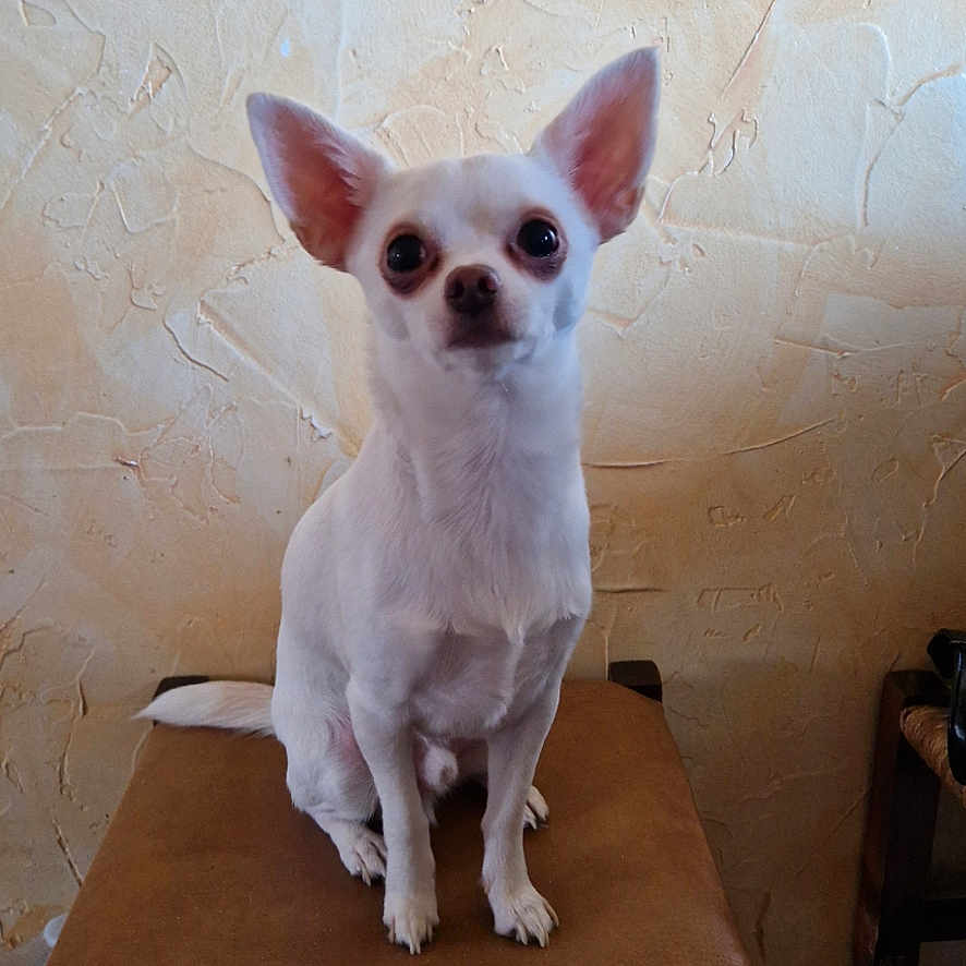 Helyos participe au concours pour gagner de l'argent avec cette photo : animal, barstool, canine, cat, chair, chihuahua, cockerspaniel, coffeetable, deer, desk, dog, eskimodog, furniture, hardwood, pet, plywood, puppy, table, whitedog, wood