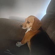 Lucy joined the competition — help win amazing prizes! dog, beagle, couch, pet, indoor, brown, white, black, fur, ears, animal, canine, side_view, relaxed, domestic, mammal, companion, furniture, resting, soft_light