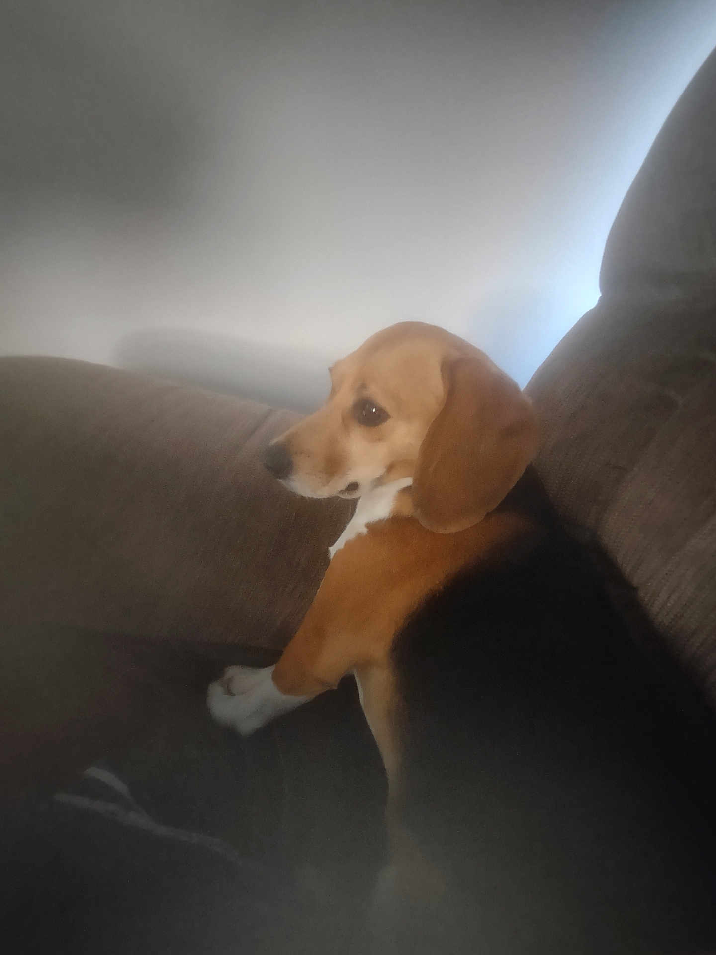 Lucy