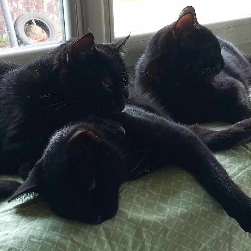 Tic Et Tac Et Iel participe au concours pour gagner de l'argent avec cette photo : abyssinian, animal, bed, bedroom, blackcat, blanket, cat, couch, cushion, furniture, homedecor, indoors, kitten, linen, manx, pet, quilt, room, silhouette, window