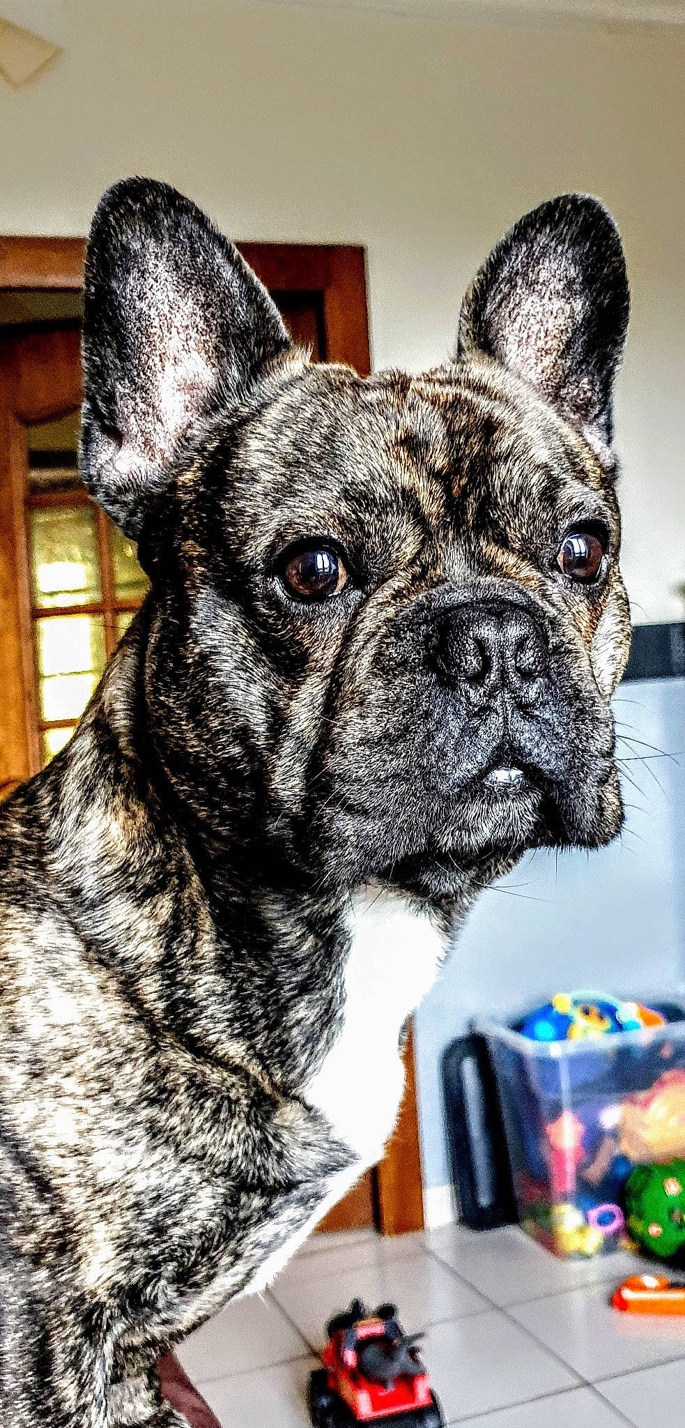 Mac participe au concours pour gagner de l'argent avec cette photo : ancient_dog_breeds, bulldog, canidae, carnivore, companion_dog, dog, dog_breed, dog_collar, ear, fawn, french_bulldog, mammal, molosser, non_sporting_group, puppy, rare_breed_dog, snout, toy_bulldog, vertebrate, whiskers