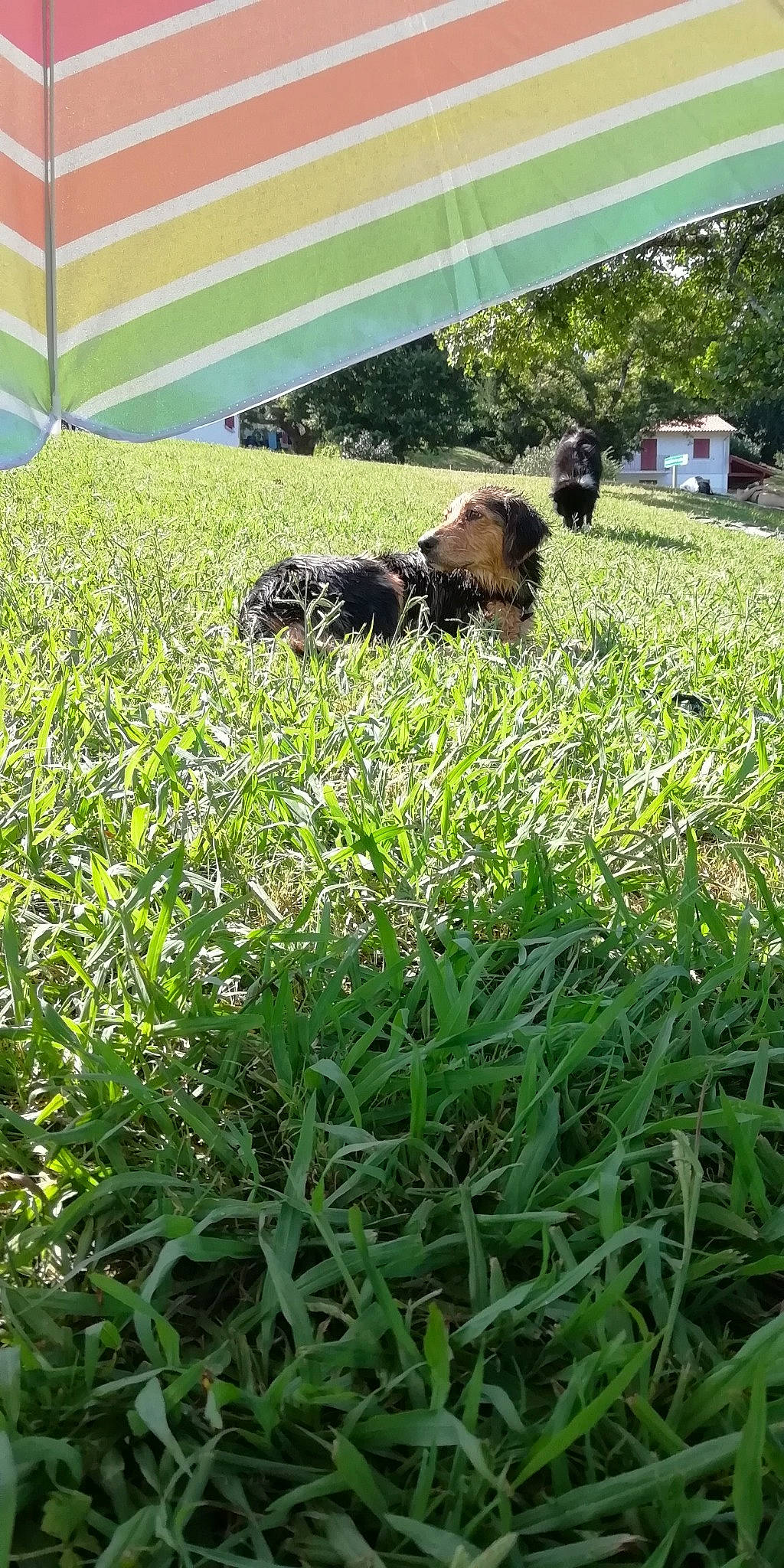 Ulka a rejoint le concours — aidez-le/la à gagner de superbes lots ! carnivore, companion_dog, dog, dog_breed, garden, grass, grass_family, grassland, groundcover, landscape, lawn, meadow, pasture, people_in_nature, plant, prairie, shade, shrub, tree, vegetation
