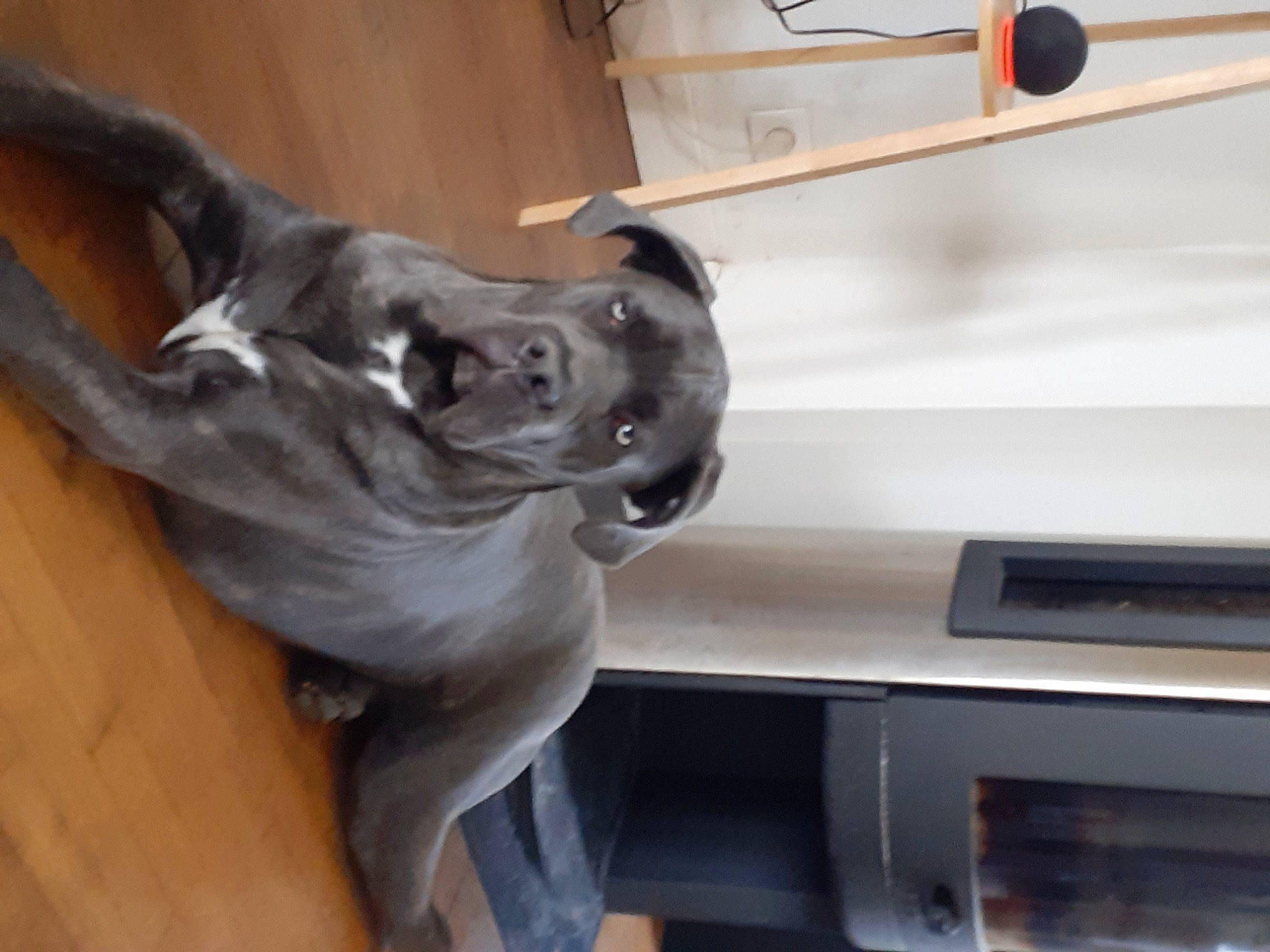 Tesco participe au concours pour gagner de l'argent avec cette photo : canidae, carnivore, companion_dog, dog, dog_breed, ear, fawn, guard_dog, hardwood, jaw, non_sporting_group, snout, sporting_group, tail, toy_dog, vertebrate, wood, working_animal, wrinkle