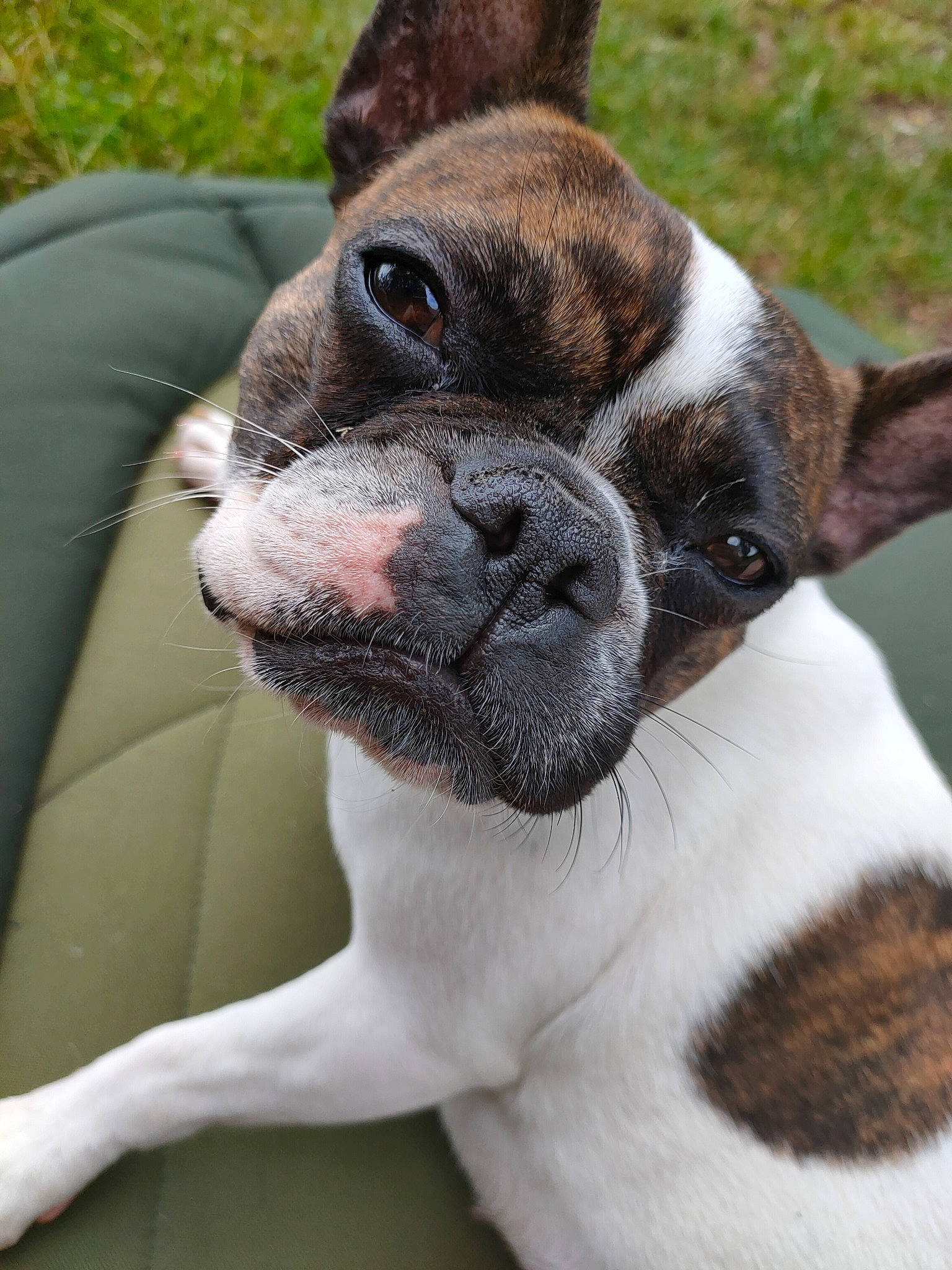 Kara participe au concours pour gagner de l'argent avec cette photo : bulldog, carnivore, close_up, collar, comfort, companion_dog, dog, dog_breed, dog_collar, ear, fawn, grass, molosser, plant, snout, sporting_group, terrestrial_animal, whiskers, working_animal, wrinkle