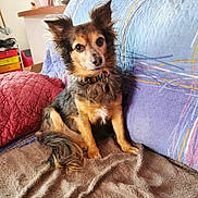 Voyou a rejoint le concours — aidez-le/la à gagner de superbes lots ! dog, pet, indoor, couch, blanket, fur, ears, collar, brown, black, white, tail, home, furniture, comfort, looking, cute, animal, portrait, relaxed