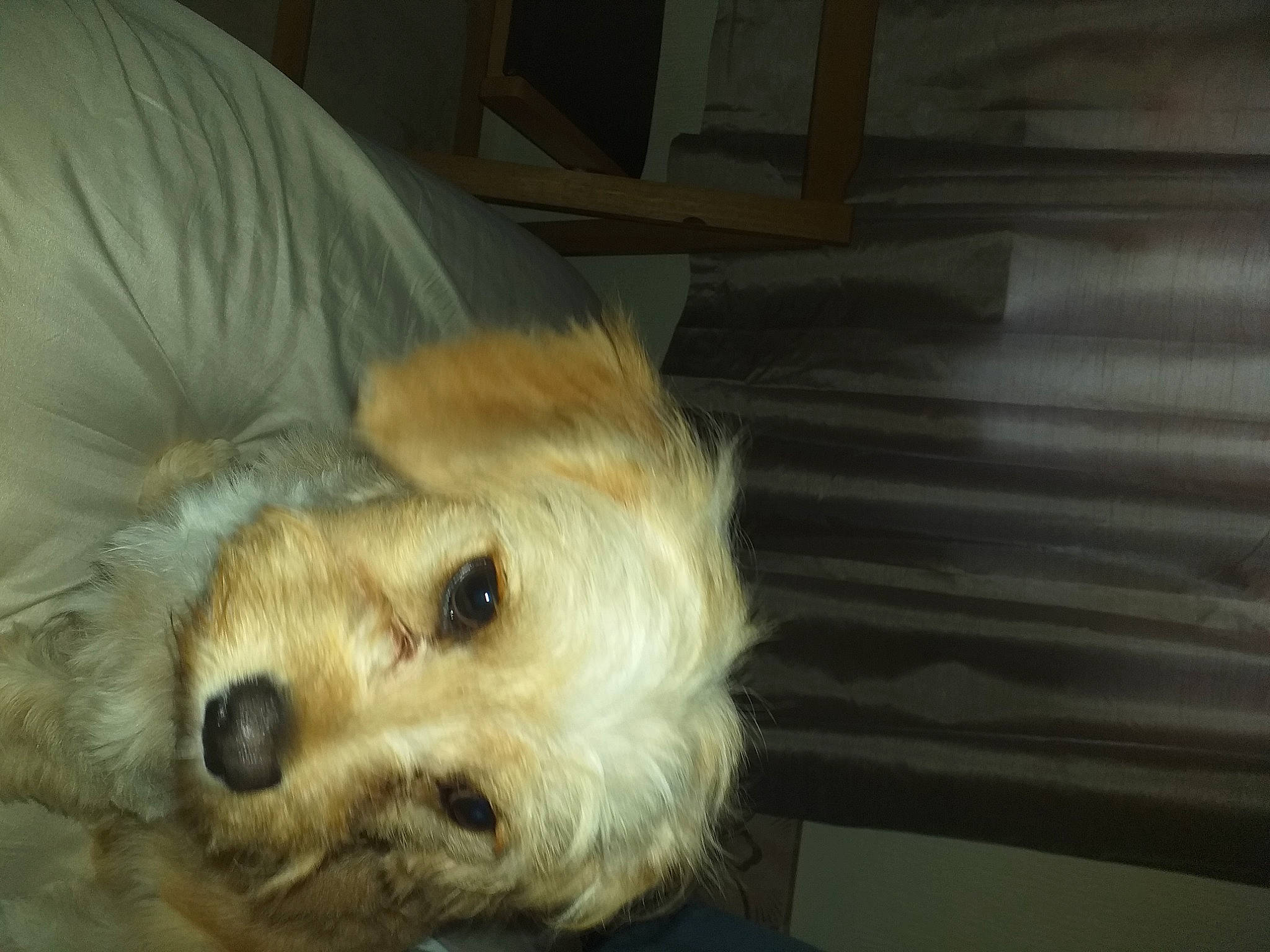 Teddy is registered to the contest to win money with this photo: australian_terrier, comfort, companion_dog, dog, dog_breed, dog_supply, fur, labradoodle, maltepoo, non_sporting_group, small_terrier, terrestrial_animal, terrier, toy_dog, working_animal