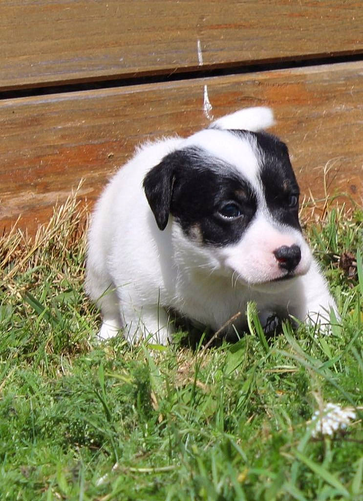 Nacho participe au concours pour gagner de l'argent avec cette photo : canidae, carnivore, companion_dog, danish_swedish_farmdog, dog, dog_breed, grass, jack_russell_terrier, mammal, parson_russell_terrier, puppy, rare_breed_dog, russell_terrier, snout, sporting_group, vertebrate