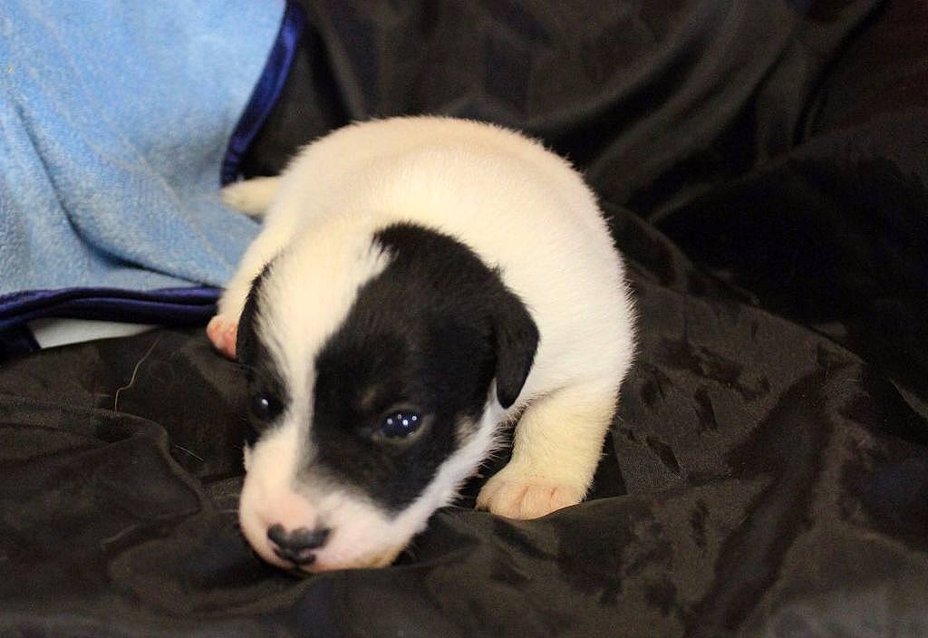 Nacho participe au concours pour gagner de l'argent avec cette photo : canidae, carnivore, danish_swedish_farmdog, dog, dog_breed, feist, jack_russell_terrier, mammal, puppy, puppy_love, snout, sporting_group, treeing_feist, vertebrate