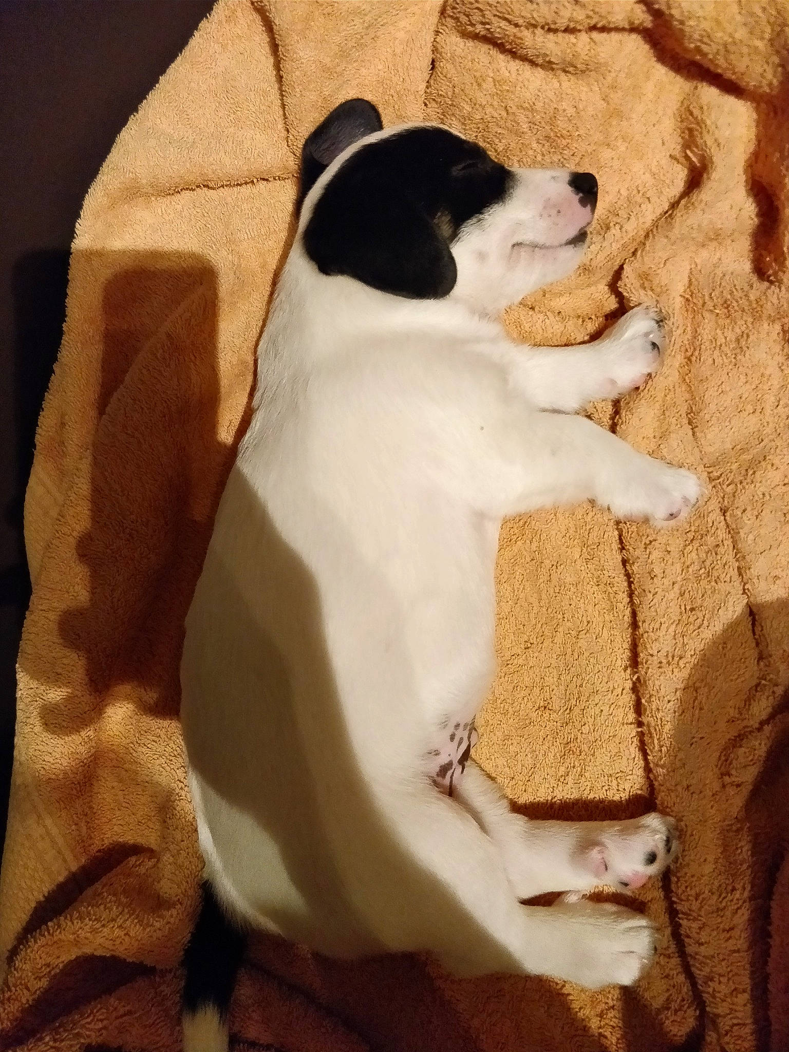 Nacho participe au concours pour gagner de l'argent avec cette photo : canidae, carnivore, dog, dog_breed, fawn, jack_russell_terrier, puppy